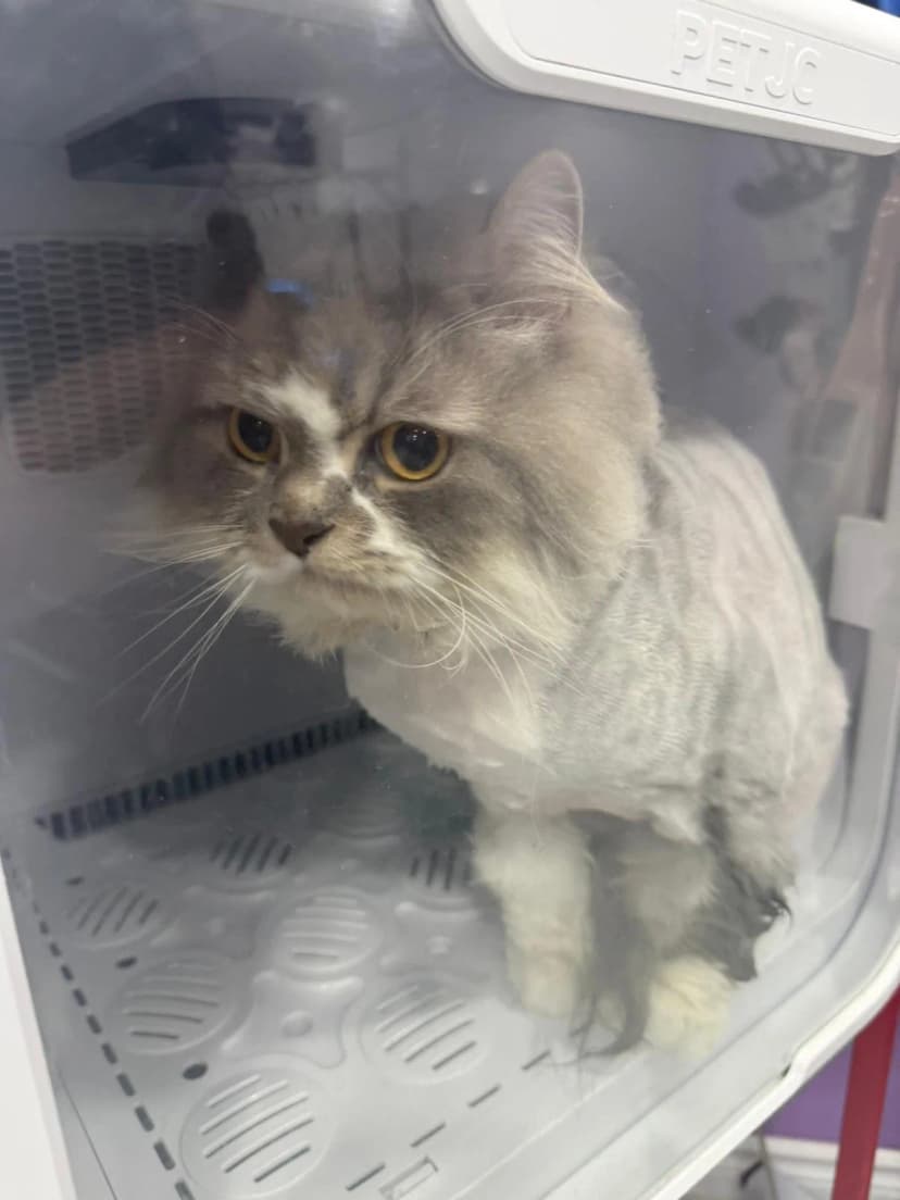 Stress-free cat grooming services Waterloo Ontario