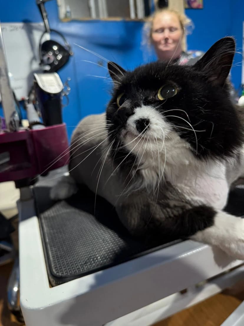 Calm cat grooming environment in Kitchener-Waterloo