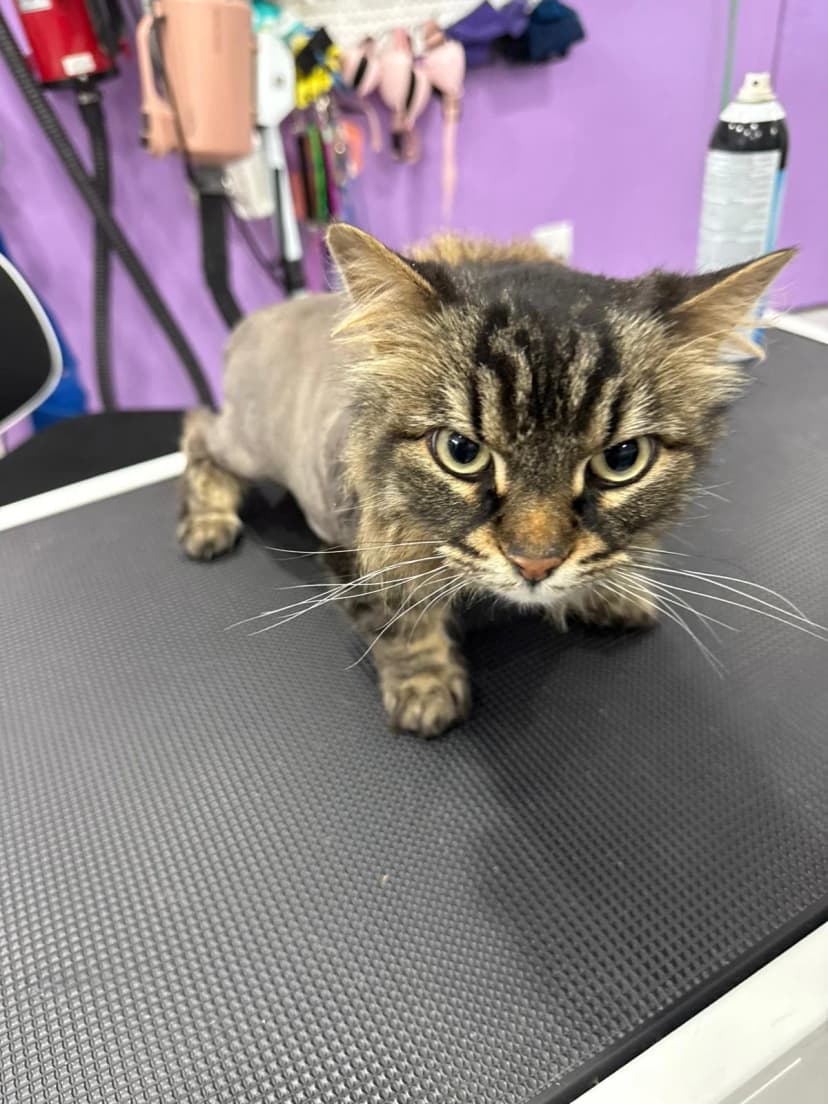 Expert feline grooming and lion cuts Kitchener