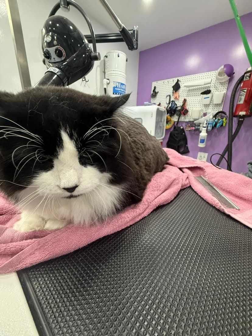 Professional cat bathing and nail trimming Waterloo