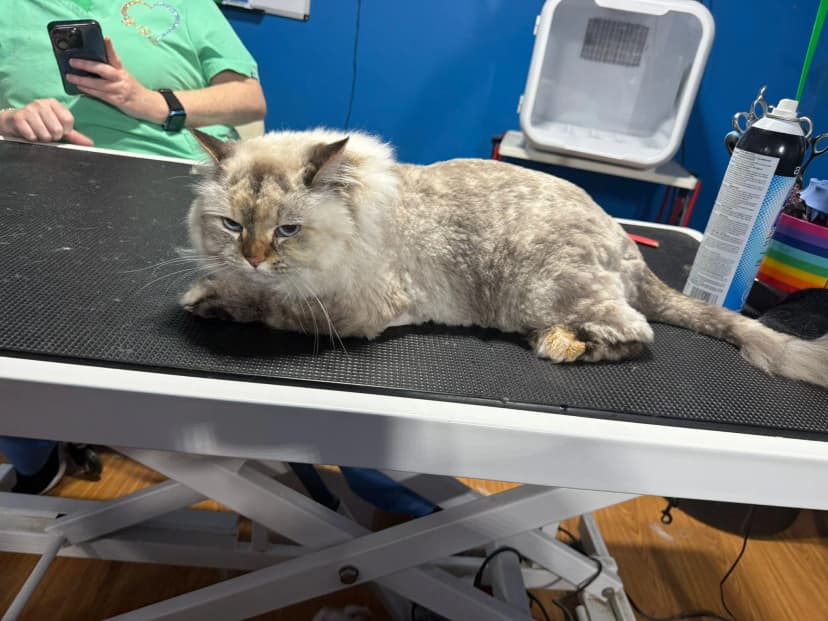 Expert cat grooming handle in a crate-free environment