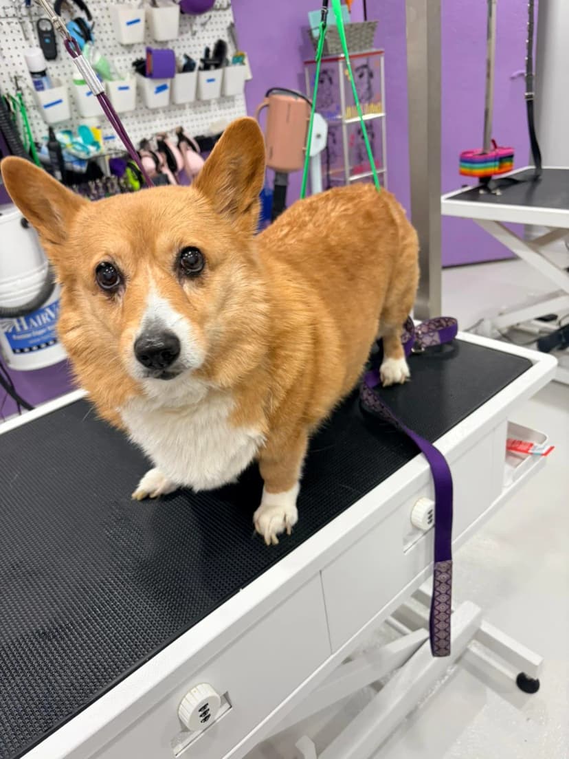 Professional golden doodle grooming result in Kitchener-Waterloo