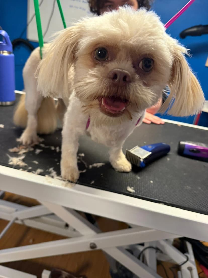 Quality pet grooming results for small breeds Kitchener