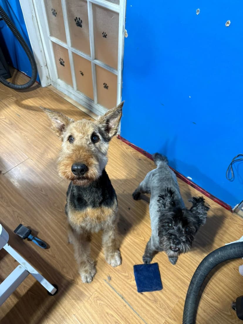 Happy pet after one-on-one grooming session KW