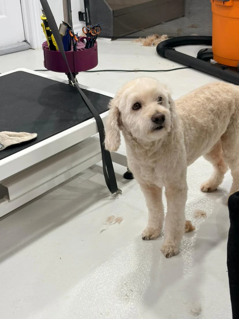Local dog groomer KW specialized in poodle cuts