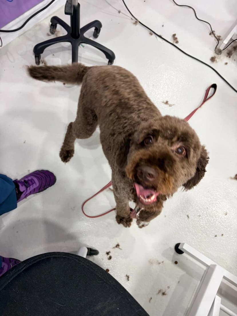 Happy groomed dog in our private KW boutique studio