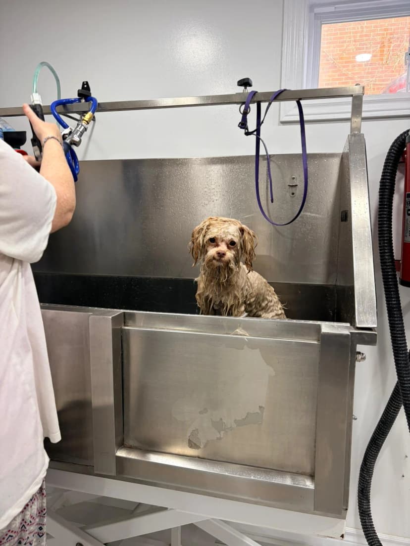 Dog bathing and spa treatment in Kitchener