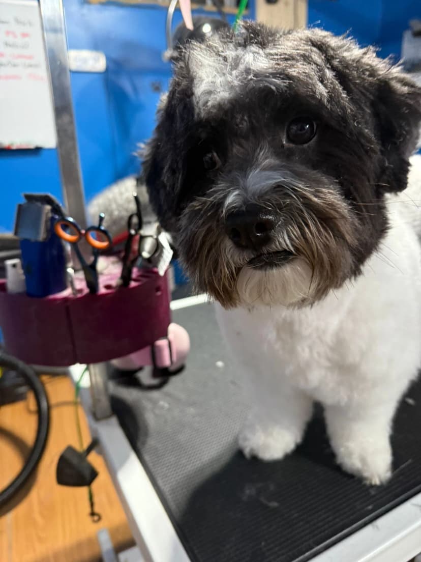 Professional dog groomer at work in our KW studio