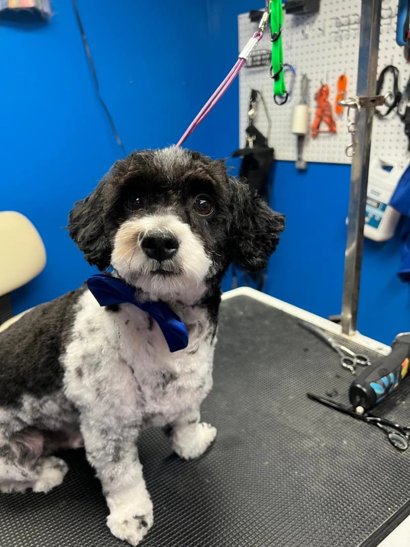 Golden Doodle Refresh after