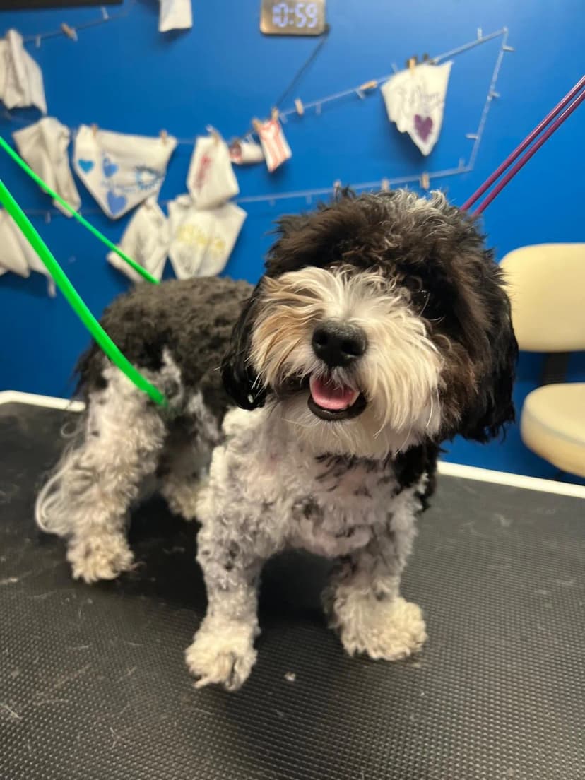 Golden Doodle Refresh before