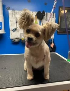 Miniature Poodle Style after