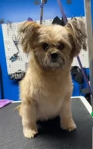 Miniature Poodle Style before