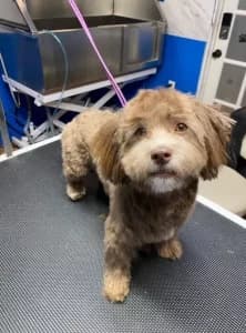 Terrier Transformation after