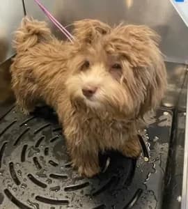 Terrier Transformation before