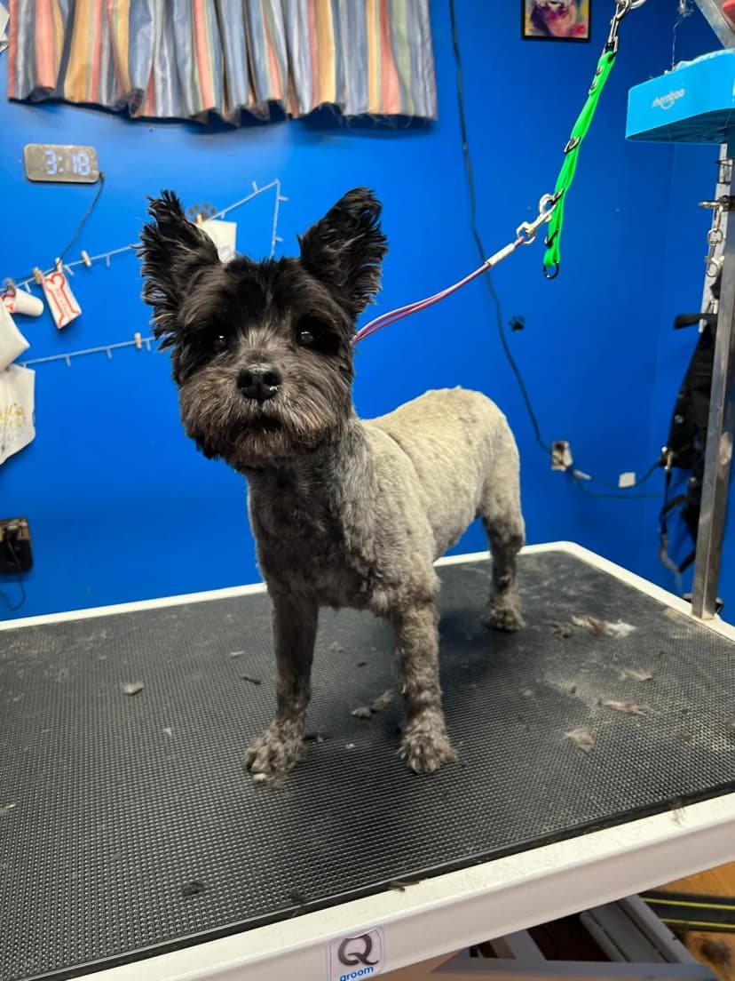 Cocker Spaniel Glow-up after