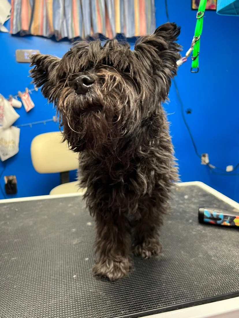 Cocker Spaniel Glow-up before