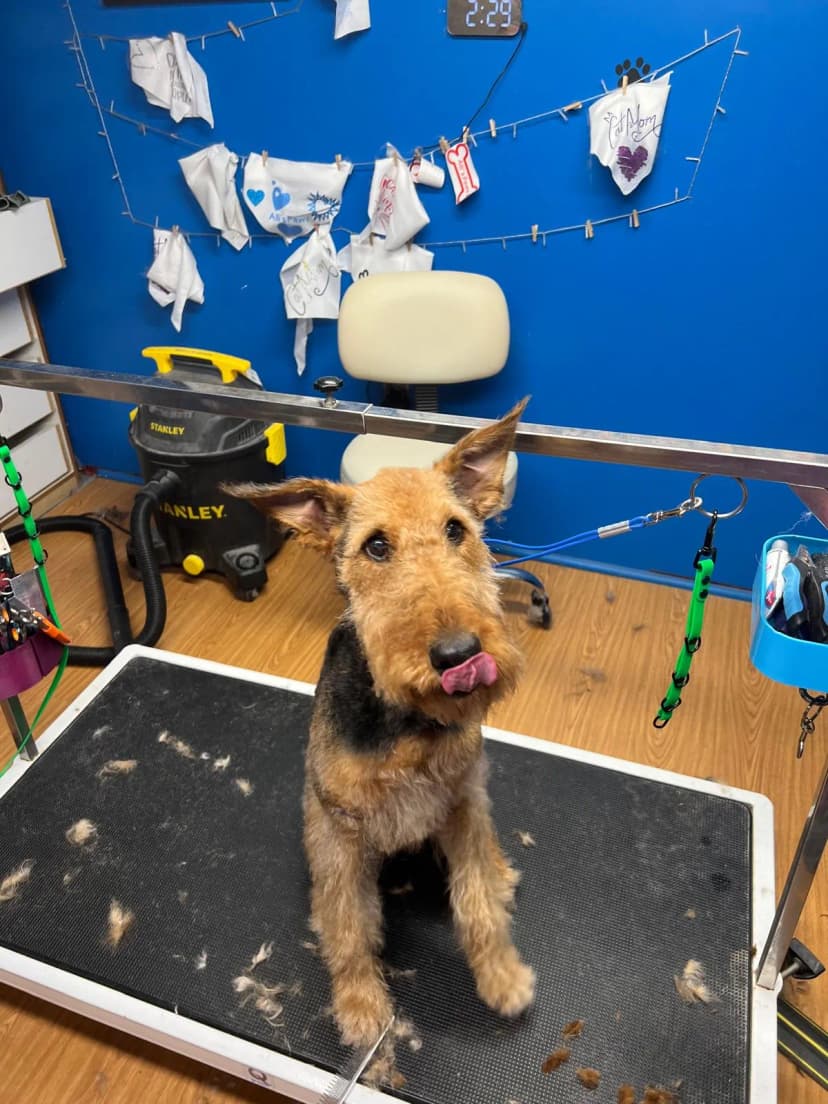 Standard Poodle Elegance after