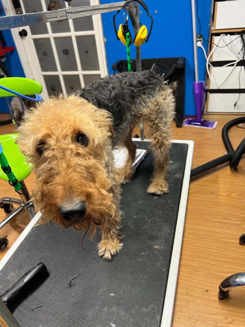 Standard Poodle Elegance before